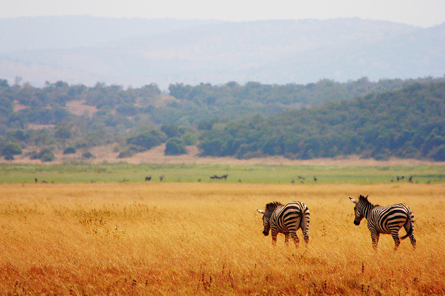 2 Days Akagera National Park Tour