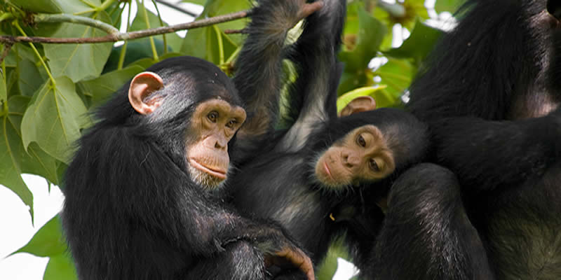 2 Days Chimpanzee Trekking Safari Rwanda