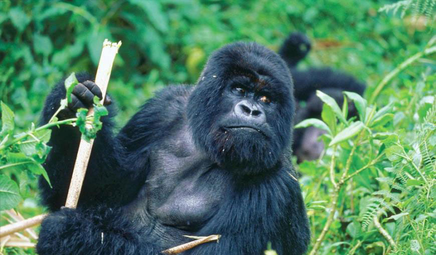 3 Day Rwanda Gorilla Safari – Gorilla Trekking Tour