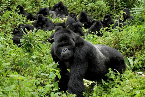 5 Days Rwanda Safari: Gorillas & Chimpanzee Trekking